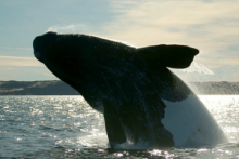 Southern Right Whale breaching, Hermanus